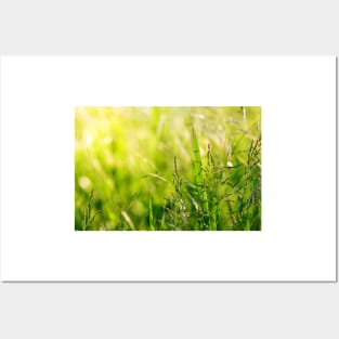 Green grass meadow with a touch of yellow sunbeams Posters and Art